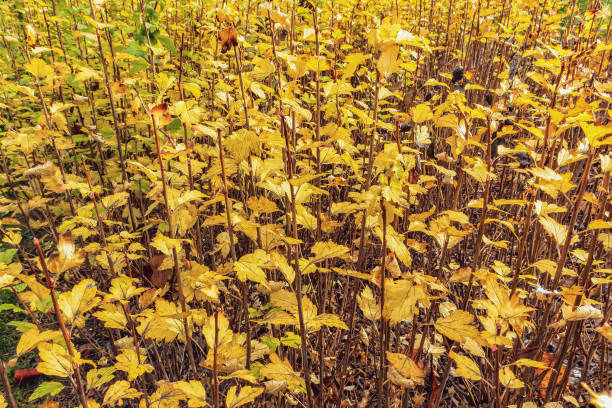 Close-up of yellow leaves on a raspberry bush as a background on a sunny day in the garden during autumn