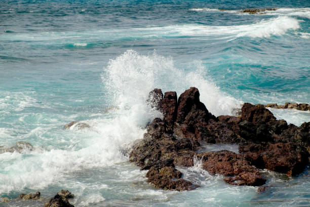 Turtle on black sand beach with wild waves