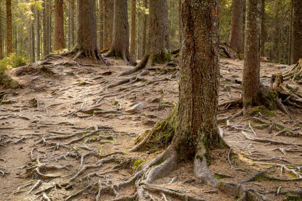 Tree roots on a hiking trail in the park.