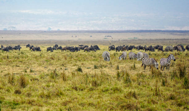 istock tanzania wild life 2183649411