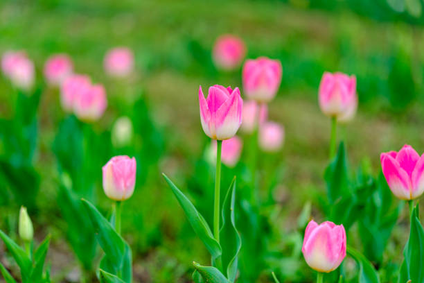 istock Group of colorful tulip on park 2183649845