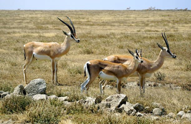 istock tanzania wild life 2183651014