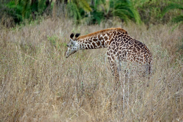istock tanzania wild life 2183651912