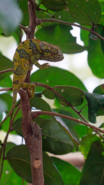 istock tanzania wild life 2183651973