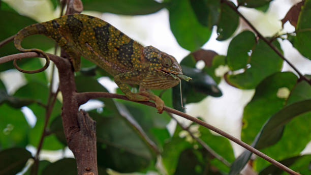 istock tanzania wild life 2183652012
