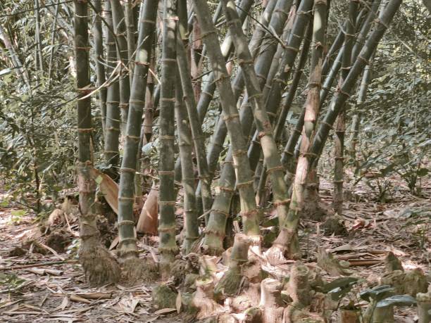 istock Place of bamboo tree in the village 2183652555