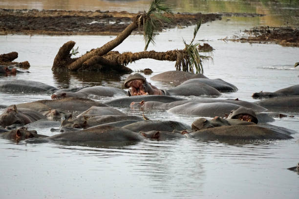 istock tanzania wild life 2183652861