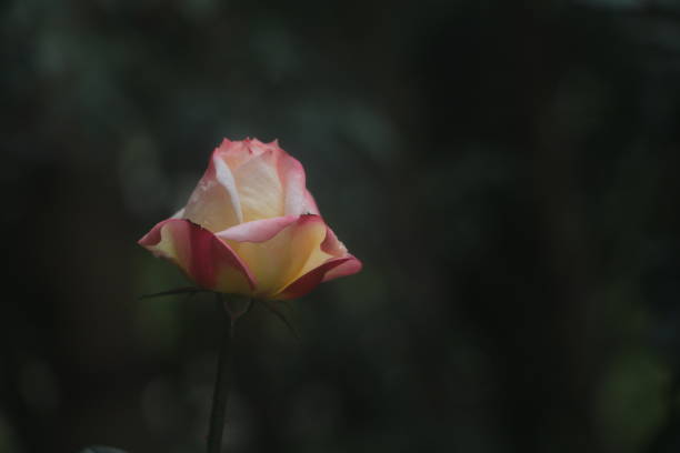 rose bud with white, pink, red, yellow, orange colors