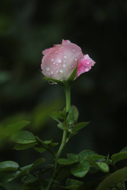 Close-up of rose flower with dew drops. Focus stacking technique with multiple photographs