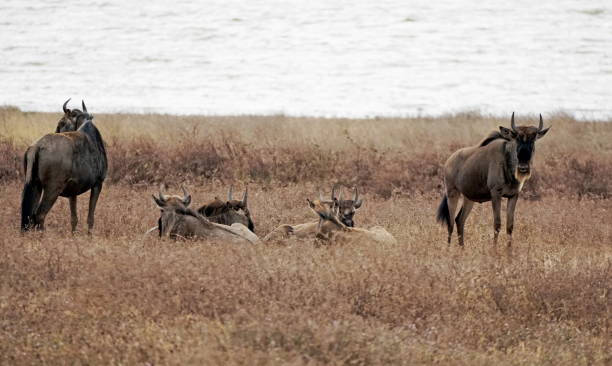 istock tanzania wild life 2183653927