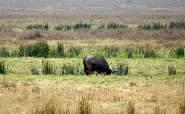 istock tanzania wild life 2183653928
