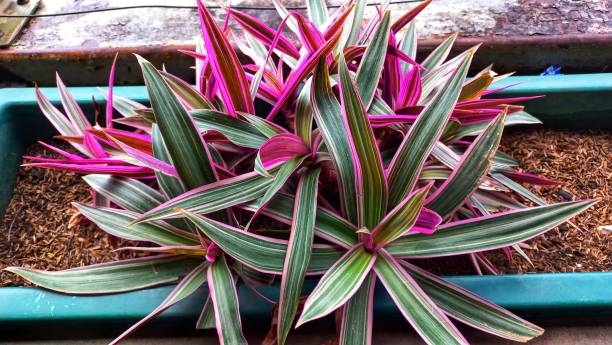 istock Adam eve or tradescantia spathacea 2183654525