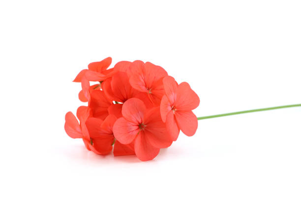 istock Pelargonium flowers isolated on white background. 2183656527