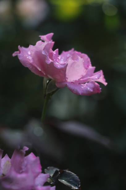 istock purple rose, daisy, hyacinth 2183657800