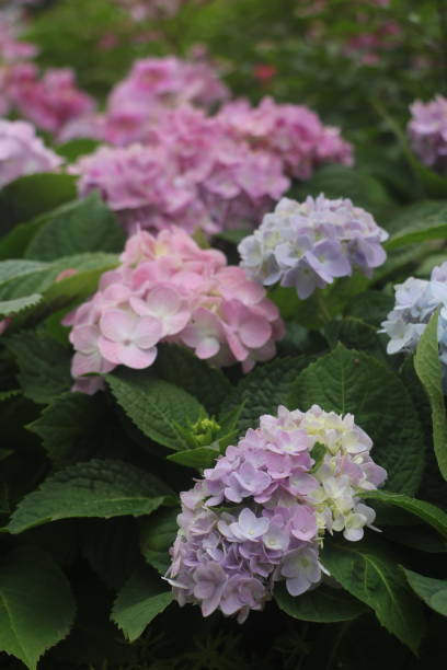 istock purple rose, daisy, hyacinth 2183658023