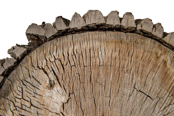 cross section of an old big tree.  isolated on transparent background.