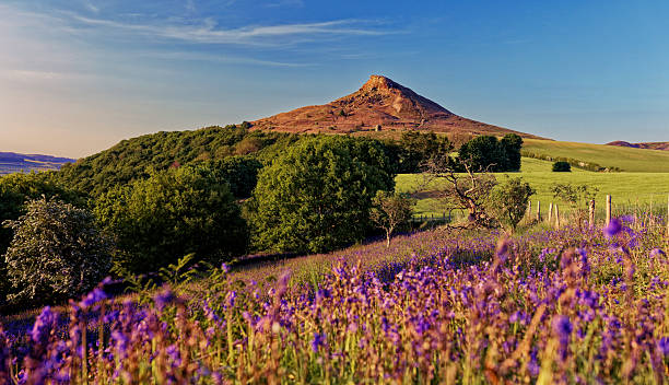 istock Bluebell field Roseberry 2183667247