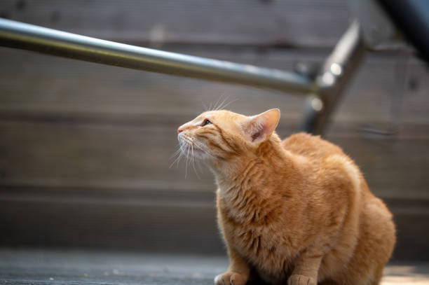 istock Profile shot of a red cat 2183667827