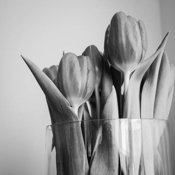 istock close-up of tulips in a vase 2183668138