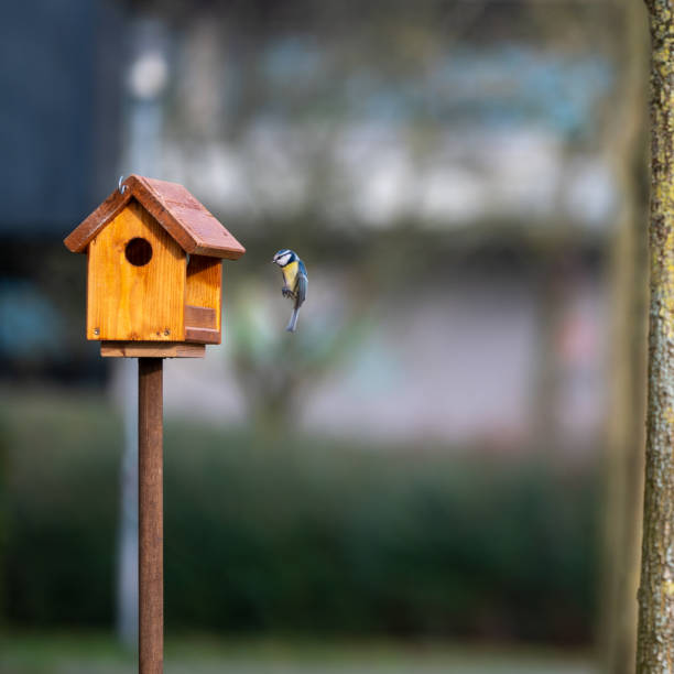 Small great tits approach a birdhouse