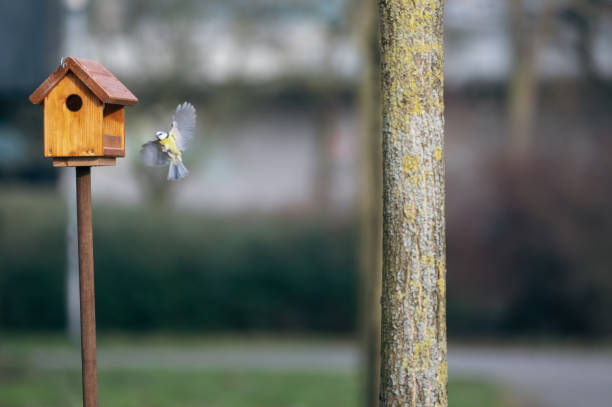 istock Small great tits approach a birdhouse 2183668296