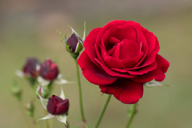 istock close-up of a red rose 2183669482