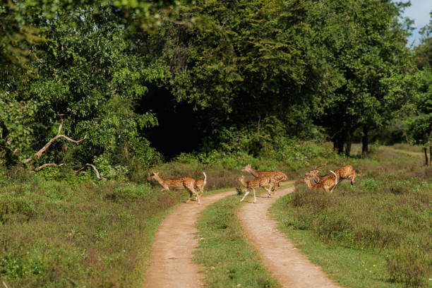 istock Deer grazing in  Yala National Park, Sri Lanka 2183672602