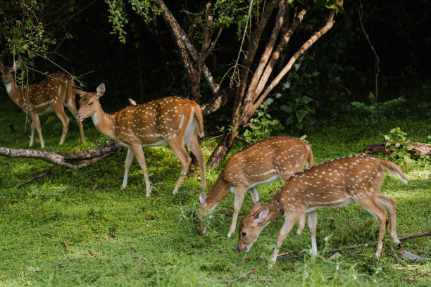 The elk herd in the natural suburban park