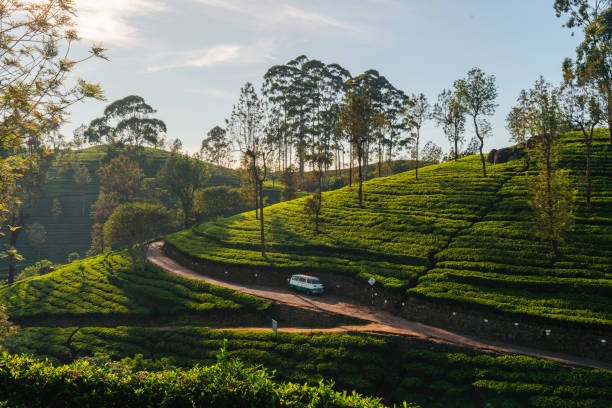Mini bus on tea plantations in Sri Lanka Mini bus driving on narrow roads on tea plantations in Sri Lanka taxi sri lanka stock pictures, royalty-free photos & images