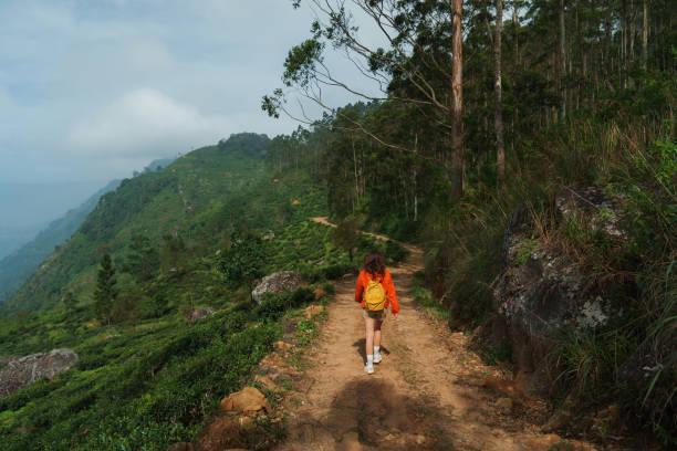 istock Woman hiking through eucalyptus forest in Sri Lanka 2183672939
