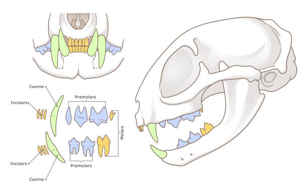 ilustrações de stock, clip art, desenhos animados e ícones de domestic cat teeth anatomy illustration - canino dente