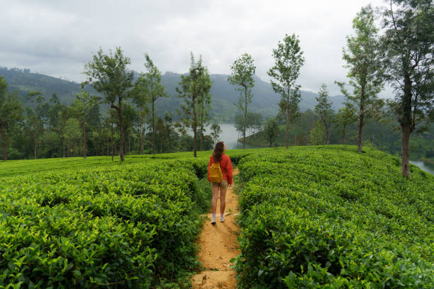istock Woman exploring on tea plantation in Sri Lanka 2183673786
