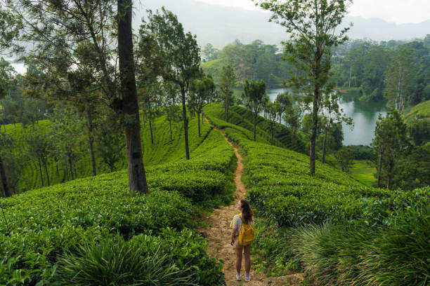 istock Woman exploring on tea plantation in Sri Lanka 2183673991