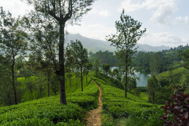 istock Lush green tea plantation in Sri Lanka 2183674049