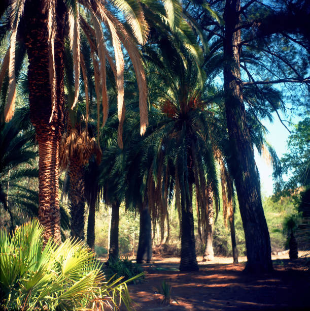 Film image Jungle trail in the evening with palm trees