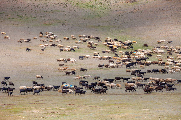istock Herd of sheep and goats on a hillside 2183674617