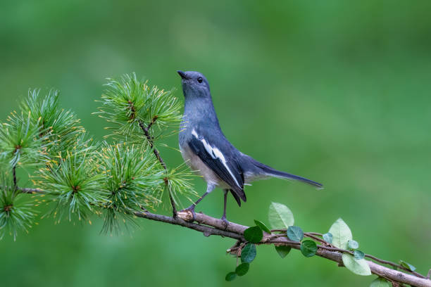 istock Flying birds in the wild 2183677481