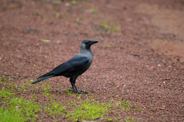 istock House crow standing on the ground while looking away 2183677891