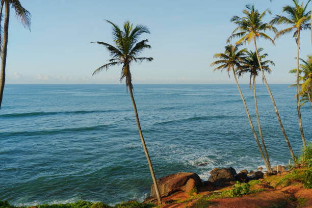Palm trees grove above the ocean in Sri Lanka