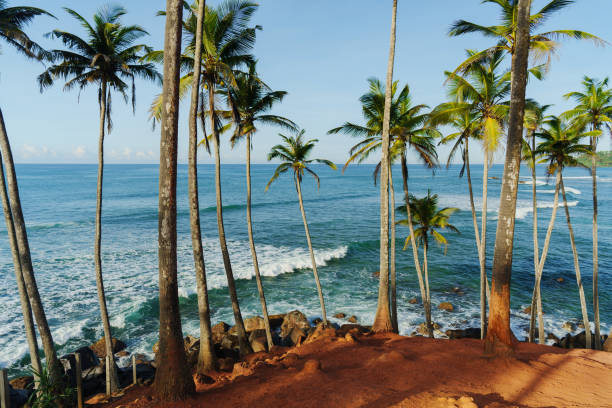 istock Palm trees grove above the ocean 2183678695