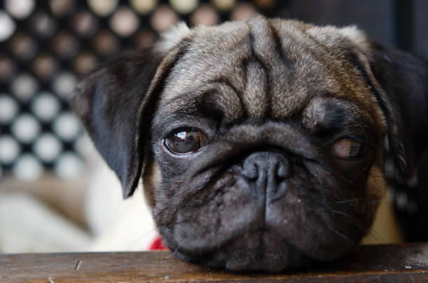 istock An adorable cute pug puppy 2183678768