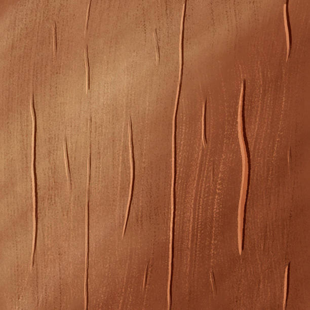 istock Close-up of tree bark background texture. The bark of a brown light tree, with large cracks and scratches on the background surface. Texture of the bark of an old tree. 2183680107