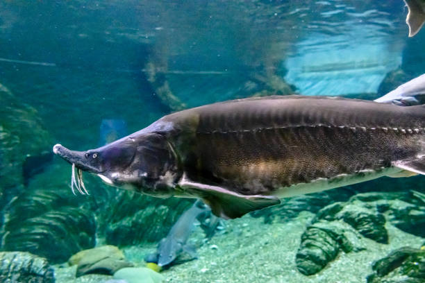 istock Large Beluga fish also known as great sturgeon or huso huso is swiming underwater. 2183680752
