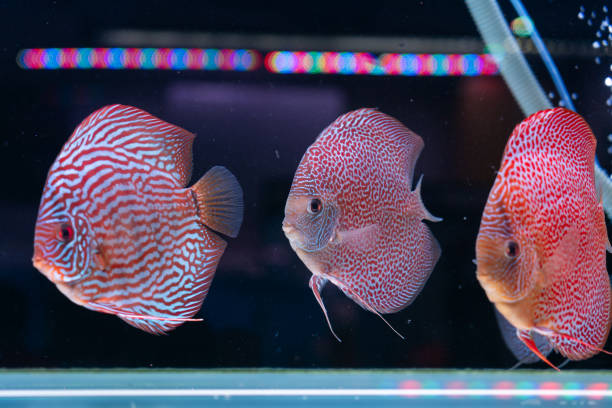 Discus fish in fish tank for sale in ornamental fish market