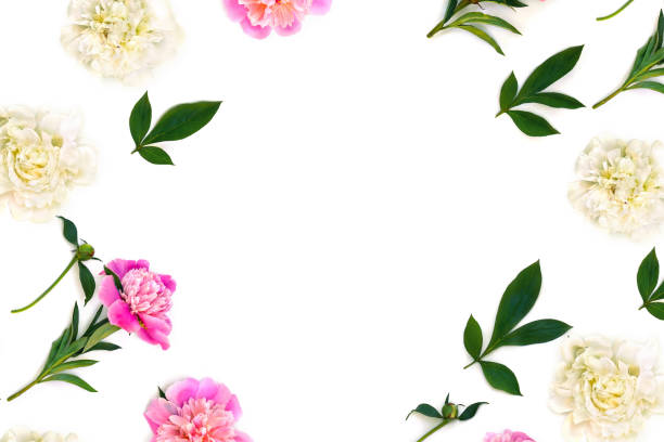 istock Frame of pink and white peonies on a white background with space for text. Top view, flat lay 2183681455