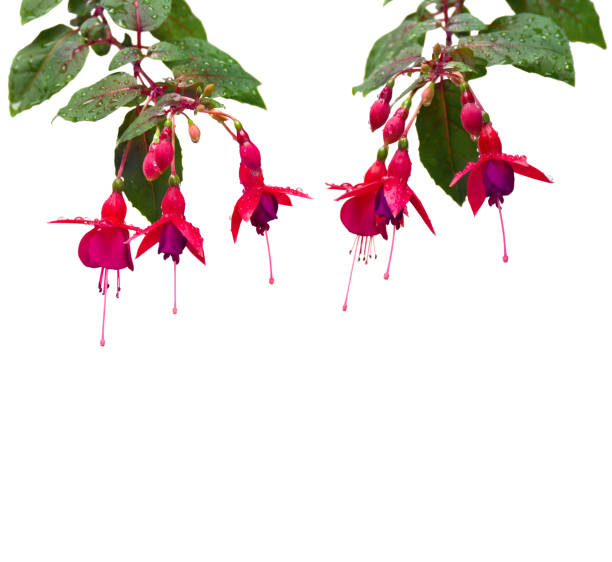 Fuchsia triphylla red pink flowers with drops during rain on a white background