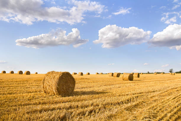 istock A field with straw bales after harvest on the sky background 2183681491