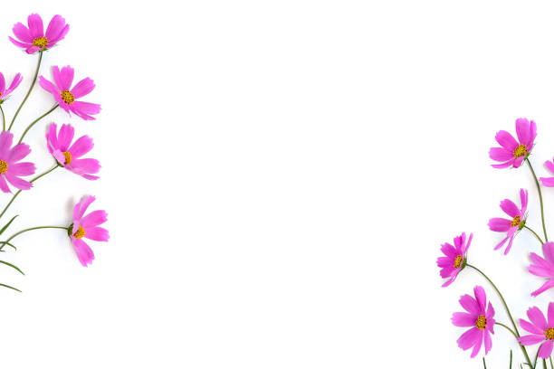 Pink flowers cosmos on a white background with space for text