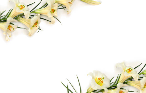 istock Frame of lilies white ( Lilium ) on a white background with space for text. Top view, flat lay 2183681617
