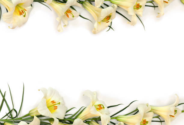istock Frame of lilies white ( Lilium ) on a white background with space for text. Top view, flat lay 2183681625